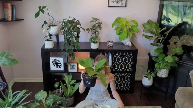 15 Air Purifying Houseplants | Houseplant Care tips смотреть онлайн