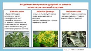 Минеральные удобрения STEAM урок