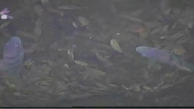 Зимняя рыбалка. Окунь. Подлёдная съёмка FishCam Plus 750 DVR смотреть онлайн