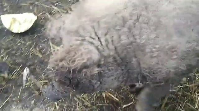 Годування свиней породи Венгерська Мангалиця смотреть онлайн