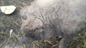 Годування свиней породи Венгерська Мангалиця