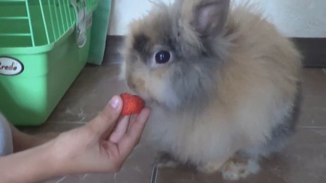 Декоративный кролик кушает клубнику!!! Зайчики Кролики,чем кормить.