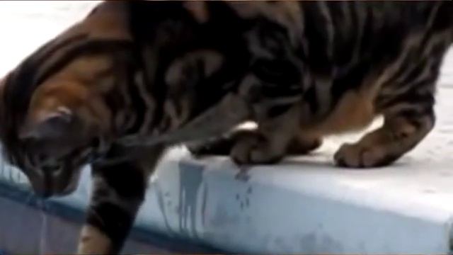 Бенгальский кот решил искупаться смотреть онлайн