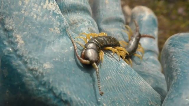 Сколопендра Кольчатая (Scolopendra Cingulata)