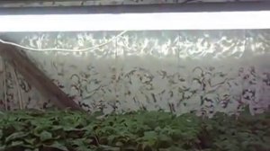 Как построить простой стеллаж с подсветкой для рассады.