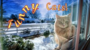 Смешные Коты 11 Funny Cats Юмор.mp4