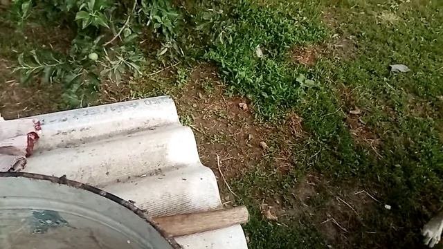 Кормежка Волкадавов как я кормлю своих собак