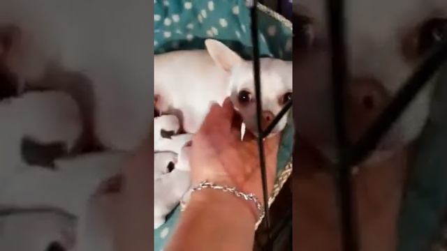 Щенкам чихуахуа 1 день