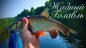 НАШЁЛ точку с кучей ГОЛАВЛЯ☑️ БЕШЕННЫЕ поклёвки на воблер☑️ Хорошая ЩУКА бонусом☑️