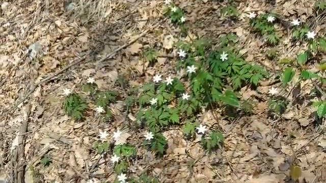 Rossiglione in fiore смотреть онлайн