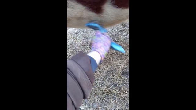 ЛИНЬКА У КОРОВЫ ИЛИ ШАНС ПОДРУЖИТСЯ смотреть онлайн