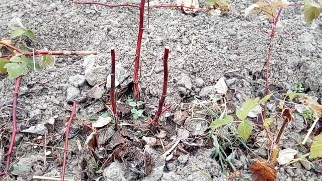 Як обрізати ремонантну малину? смотреть онлайн