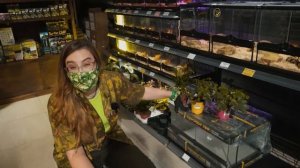 Содержание древолаза в домашних условиях