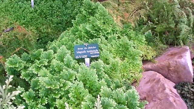 Selaginella collection - Grandes serres du Jardin des Plantes, Paris смотреть онлайн