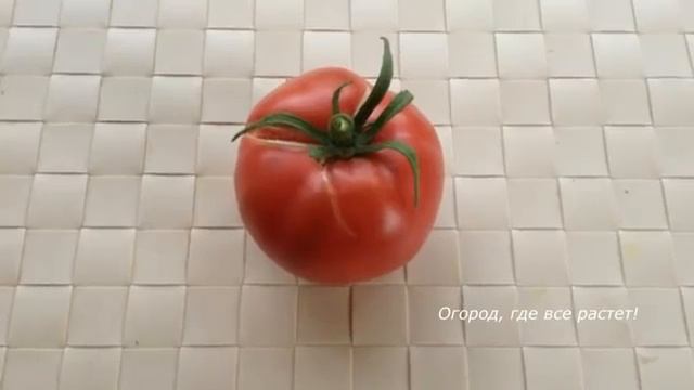 Понравились помидоры от Семена Алтая.mp4