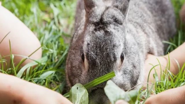 лагерь 2015 смотреть онлайн