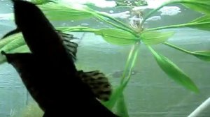 нерест таракатумов