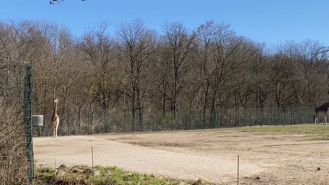 Утро красоты/ Едем в звериный парк/Кричащие чайки/ Медведь/ Присели отдохнуть/ Жирафы/ Обезьяны смотреть онлайн