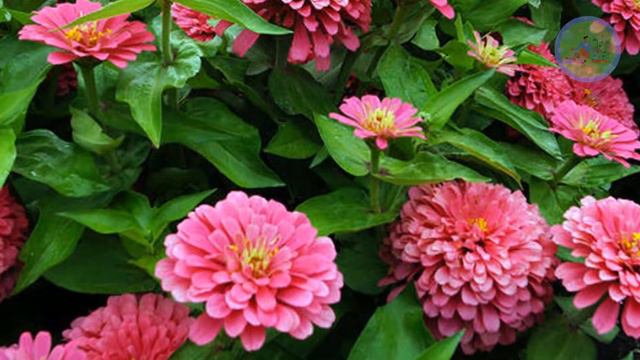 15 Best Beginner friendly Easiest Winter Flowering plants in India смотреть онлайн