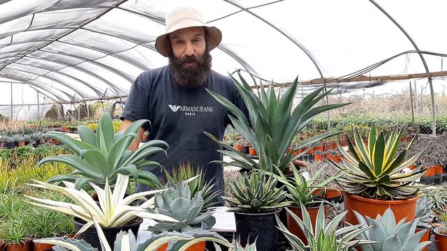 הסוקולנטים של בוטניקה - אגבה смотреть онлайн