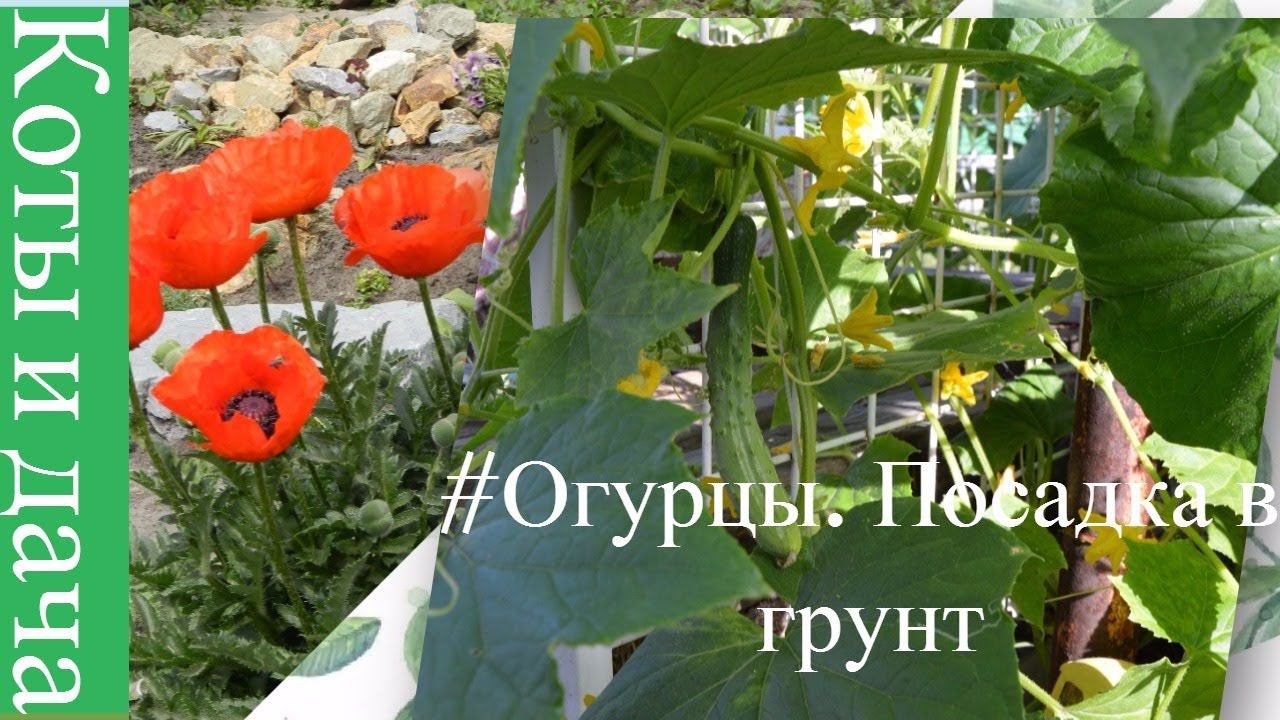 #Огурцы.Посадка в грунт.