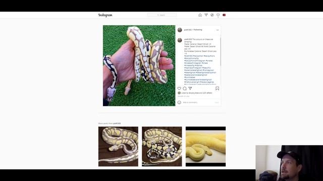 Caramel Ball Python Morph Combos | Jack's Reptiles