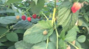 Малина Брусиловский стандарт. Саженцы малины ремонтантной.