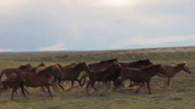 Монголия 2013. Табун лошадей соревнуется с Кайроном смотреть онлайн