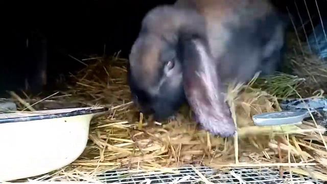 Ель кроликам (впервые). смотреть онлайн