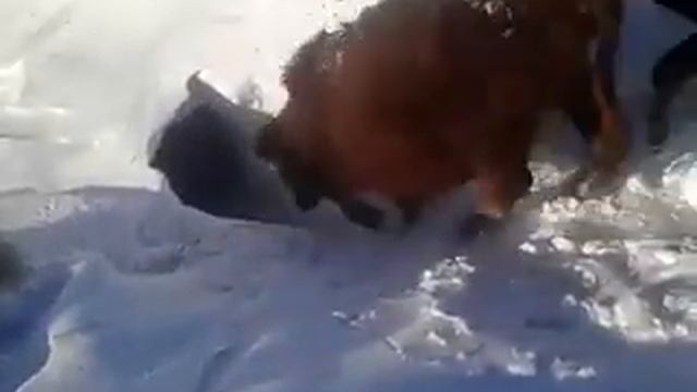 Скот идет на водопой в Акмолинской области смотреть онлайн