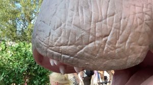 Бегемот 🦛
