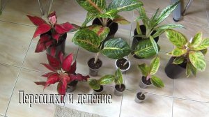 Комнатные цветы. Аглаонема. Пересадка и деление.