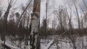 Охота на Куницу. Троем на охоту. С Лайкой.