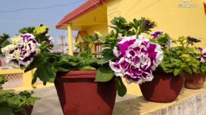 PETUNIA DOUBLE PETALS