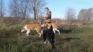 АЛАБАЙ г.Уфа САО-Среднеазиатская овчарка