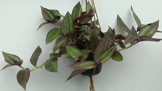 5 Hanging Plants For Beginners/Plants For Hanging Basket/Best Trailing Plants For Hanging Baskets