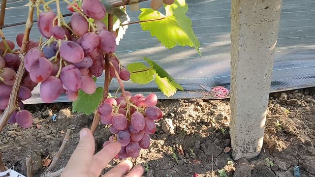 Виноград Геннадий (Писанка О. М.) Виноградник Король В. Н. 02.08.24г. т. +7(918) 62-41-3 07 смотреть онлайн