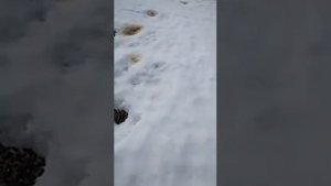 Медведь покакал после спячки