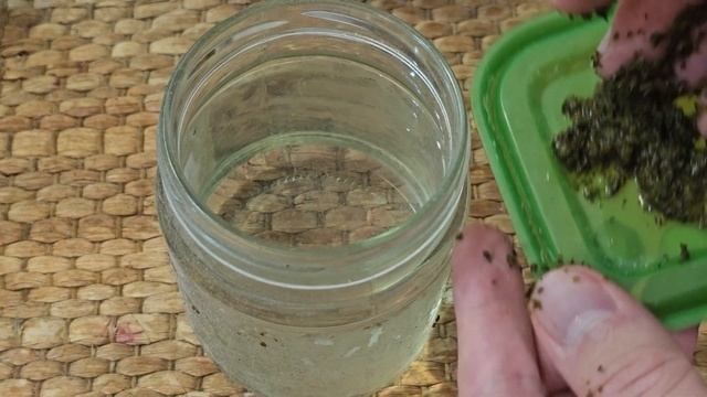 Срочно Налейте в Герань, Чтобы Листики Не Желтели, Цветы Здоровели и Даже Слабый Цветок Оживал смотреть онлайн