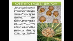 Пальма - Цикас