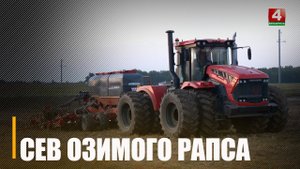 Под Буда-Кошелевым озимый рапс сеют круглосуточно