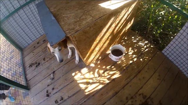 Дин и Дина 1. Приют для бездомных животных "Лисёна" смотреть онлайн