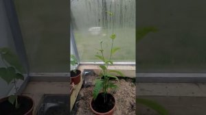 Уход за пассифлорой эдулис