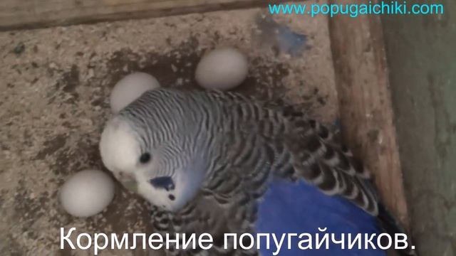 Чем кормить волнистых попугайчиков? Самые полезные советы по кормлению