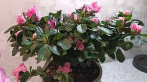 АЗАЛИЯ и ЦИКЛАМЕН-в душе апрель.26 ноября 2022.Часть 1.