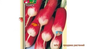 Редис обыкновенный 18 дней (18-dney) ? редис 18 дней обзор: как сажать семена редиса 18 дней