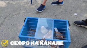 Приехал в Челябинск. Голуби южного Урала. Птичий рынок. Скоро продолжения.