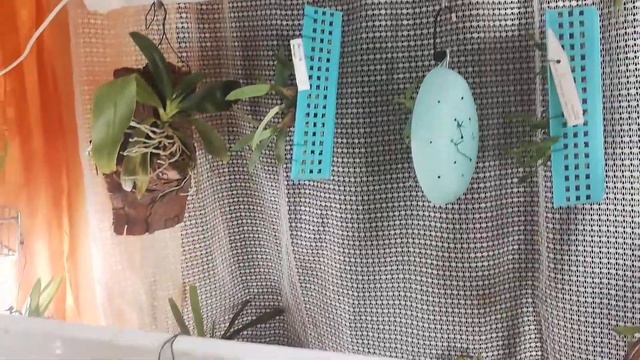 Эстафета "Три самые любимые и дорогие мне орхидеи". ПЕРЕДАЮ "орхидейную палочку". смотреть онлайн