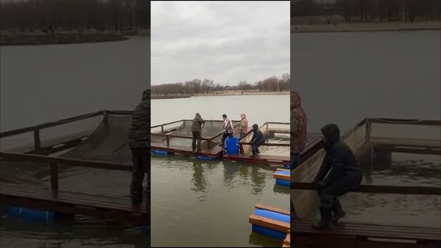 РК «Чайка» зарыбление выходного дня.Навеска форели отличная? смотреть онлайн