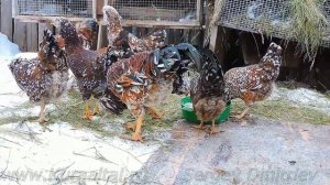 Russian Orloff Chickens орловские куры Tango